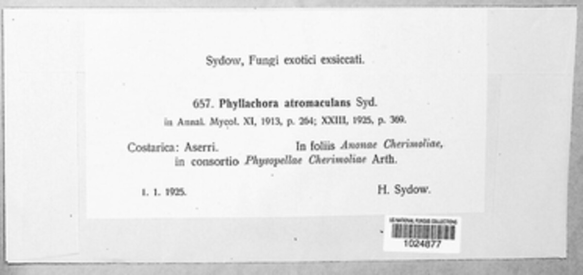 Phyllachora atromaculans image